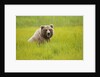 Grizzly bear eating by Anonymous