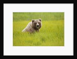 Grizzly bear eating by Anonymous