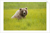 Grizzly bear eating by Anonymous