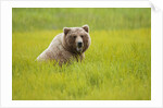 Grizzly bear eating by Anonymous