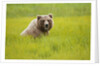 Grizzly bear eating by Anonymous