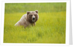 Grizzly bear eating by Anonymous
