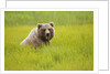 Grizzly bear eating by Anonymous