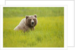 Grizzly bear eating by Anonymous
