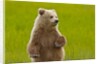 Grizzly bear cub chewing grass by Anonymous