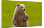 Grizzly bear cub chewing grass by Anonymous