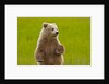 Grizzly bear cub chewing grass by Anonymous