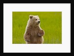 Grizzly bear cub chewing grass by Anonymous