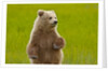 Grizzly bear cub chewing grass by Anonymous