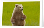 Grizzly bear cub chewing grass by Anonymous