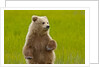 Grizzly bear cub chewing grass by Anonymous