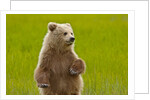 Grizzly bear cub chewing grass by Anonymous
