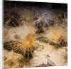 Tube-dwelling anemone by Anonymous