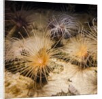 Tube-dwelling anemone by Anonymous