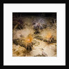 Tube-dwelling anemone by Anonymous