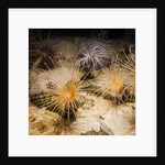 Tube-dwelling anemone by Anonymous