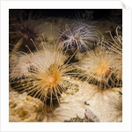 Tube-dwelling anemone by Anonymous
