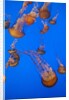 Lion's mane jellyfish by Anonymous