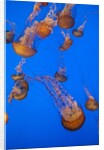 Lion's mane jellyfish by Anonymous