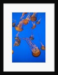 Lion's mane jellyfish by Anonymous