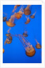 Lion's mane jellyfish by Anonymous