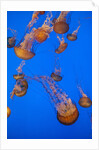 Lion's mane jellyfish by Anonymous