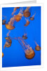 Lion's mane jellyfish by Anonymous