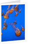 Lion's mane jellyfish by Anonymous