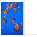 Lion's mane jellyfish by Anonymous