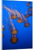Lion's mane jellyfish by Anonymous
