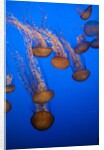 Lion's mane jellyfish by Anonymous