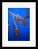 Lion's mane jellyfish by Anonymous