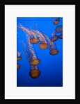 Lion's mane jellyfish by Anonymous