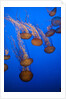 Lion's mane jellyfish by Anonymous