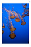 Lion's mane jellyfish by Anonymous