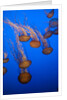 Lion's mane jellyfish by Anonymous