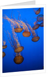 Lion's mane jellyfish by Anonymous