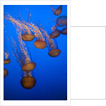 Lion's mane jellyfish by Anonymous