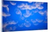 Moon jellyfish by Anonymous