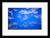 Moon jellyfish by Anonymous