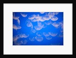 Moon jellyfish by Anonymous