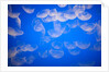 Moon jellyfish by Anonymous