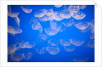 Moon jellyfish by Anonymous