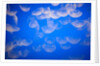 Moon jellyfish by Anonymous