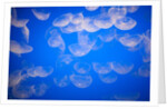 Moon jellyfish by Anonymous