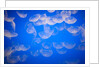Moon jellyfish by Anonymous