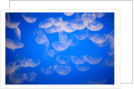 Moon jellyfish by Anonymous
