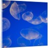Moon jellyfish by Anonymous