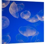 Moon jellyfish by Anonymous