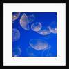 Moon jellyfish by Anonymous